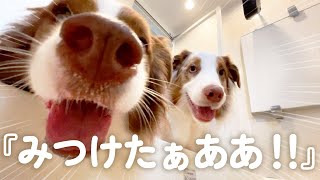 ママがみつからなくてパニックになりながらも全力で捜索する犬達が可愛すぎるｗ【犬とかくれんぼ】