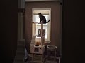 Exclusive Footage: 3-Legged Cat Spots Mysterious Movement!