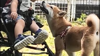 【柴犬 もみさん】ドッグランで 自分より小さい子供に会う　２０１８ 生後7ヶ月の仔犬 #shorts　　　Shiba Inu Momisan