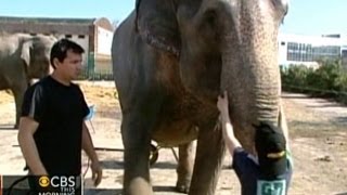CBS This Morning - Elephant gets loose in parking lot in Ireland