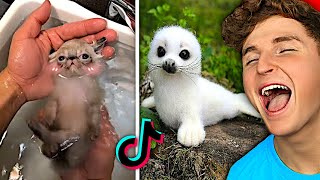 Try Not To Say AWW Challenge.. (TIKTOK EDITION)