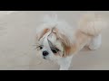 はじめてのノーズワークマット✨生後11ヶ月✨【シーズー 犬 子犬 shih tzu dog puppy】