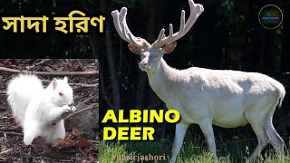 সাদা হরিণ,,, 😮😮,,, || Albino deer || #deer #animals #nasirjashori