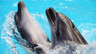 Dolphins aren't always majestic! Wait for it... 😂🐬-  ازكى دولفين