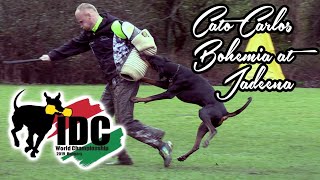 IDC WM 2019 world championships Team GB competitor Doberman Cato Carlos Bohemia at Jadeena