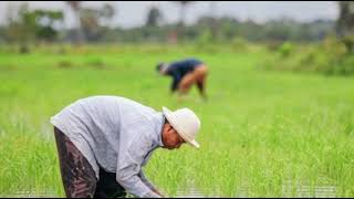 តោះ! មកមើល “ស្រែសង្គម”៤០ហិកតា របស់រដ្ឋបាលស្រុកបន្ទាយស្រីវិវត្តន៍ដល់ណាហើយ