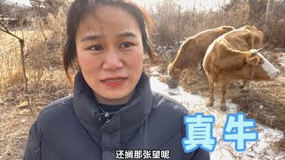 东北农村，每年秋收后村里的牛都会放出去散养，这种方式你见过嘛