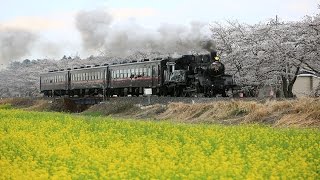 SL真岡・500人超カメラマン・菜の花と桜並木HD