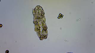 tardigrade (40x)