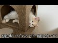 お兄ちゃんに遊んでもらいたくて仕方ない子猫が可愛い【ぽしゃっけ、】