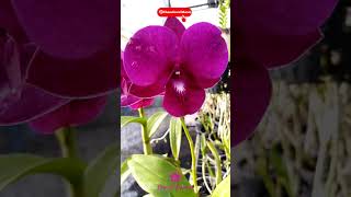 Orchid Care | Beautiful Blooming Orchids #Shorts | #උඩවැඩියා මලක පිපුණු හැඩ @ChandimalManoj