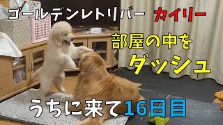 ゴールデンレトリバーの赤ちゃん カイリー ～うちに来て16日目 ～