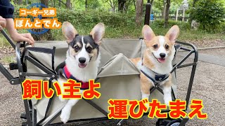 【ぽんとでん】飼い主にバギーを運ばせて満足なコーギー兄弟