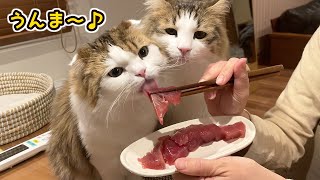 突然のカツオ刺身に我を忘れて食べまるく猫がこちら