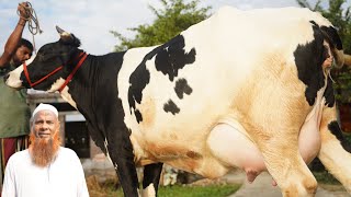 রাজ্জাক হাজী চমৎকার গাভীর কালেকশন দেখুন ! ৩০ প্লাস দুধের গ্যারান্টি সহকারে গাভী কিনুন !