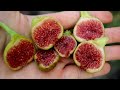 The Best Fig I Grow