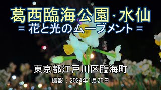 葛西臨海公園･水仙 = 花と光のムーブメント = [4K]  Narcissus in Kasai Rinkai Park = Movement of flowers and light =