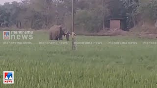 കൃഷിയിടത്തില്‍ ആന; തുരത്തുന്നതിനിടെ ചവിട്ടി വീഴ്ത്തി; യുവാവിന് പരുക്ക് ​| Palakkad