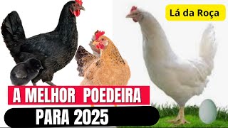 What is the best laying hen to start a poultry farm in 2025?