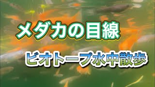 メダカの目線カメラです　ビオトープ水中撮影