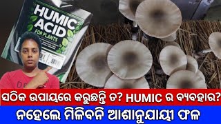 ସଠିକ ଉପାୟରେ କରୁଛନ୍ତି ତ? Humic ର ବ୍ଯବହାର? /#humicacid #mushroom #chhatu #strawmushroom #chhatuchasa