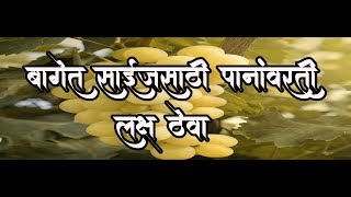 shrihari ghumare | बागेत साईजसाठी पानांवरती लक्ष ठेवा