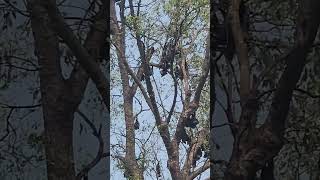 সুন্দরবনের বাদুড় | Bats of Sundarbans