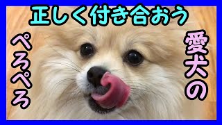 【気をつけよう可愛いけれど】愛犬に顔をなめられるのは危ない？リスクや知っておくべき注意点をご紹介【私は犬が好き I love Dogs】