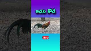 🐓🐥అడవి కోడి 🐔  | Jungle Chicken 🍗 #folksong #song #hen