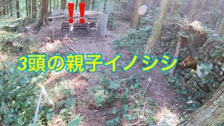 Parent-child wild boar capture（親子イノシシ3頭捕獲！電気止め刺しの使い方）