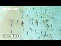 Sharks and Fish Form Unlikely Hunting Duo | A Perfect Planet | 4K UHD | BBC Earth