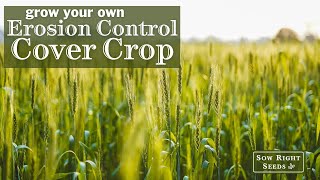 Sow Right Seeds | Erosion Control Cover Crop Seed Collection