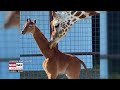 rare spotless giraffe born at tennessee zoo