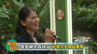 桃園報報20201023-享受神木森林浴 秘境芬多精超療癒