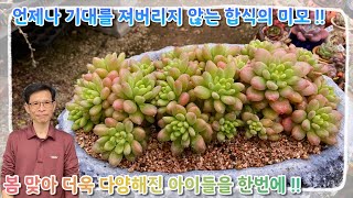 언제나 기대를 져버리지 않는 합식의 미모 !! 봄 맞아 더욱 다양해진 아이들을 한번에 !!