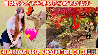 秋の奈良公園 紅葉がとて も美しい外国人観光客の 笑顔が幸せを感じる