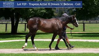 Lot 929 - Trapeze Artist x Dream ‘N’ Believe - Colt