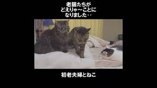 まったく空気を読まない老猫ボルちゃん‥ #初老夫婦とねこ #保護猫 #老猫 #多頭飼い #shorts