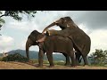 elephants sex mating in forest