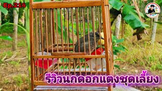 เสียงนกดอกแตงEp.214 รีวิวนกดอกแตงชุดใหม่ที่คัดมาเลี้ยงจากในป่า(Stripe-throated Bulbul)