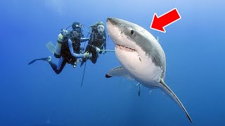 Shark Swims Up to Diver for Help – Won’t Stop Thanking Him After He Saves Her Life!