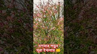 আমার দেখা সম্পূর্ণ নতুন ফুল #shorts #shortsfeed #flowers #viral #dua