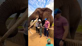 ਪੂਰੀ ਵੀਡੀਓ ਵੇਖੋ #elephant #safari #shortvideo #trendingshorts #reaction