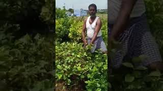 குண்டு மல்லிசெடி கவாத்து (கட்டிங்) | Jasmine Garden | #Shorts