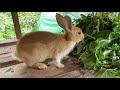 កូនទន្សាយcute cute beautiful small rabbits thanoeun