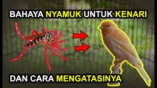 Bahaya Gigitan Nyamuk Pada Burung Kenari Dan Cara Mengatasinya