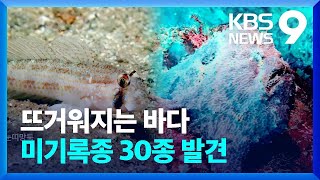 ‘큰신뱅이’ 국내 미기록 물고기들…뜨거워지는 바다 [9시 뉴스] / KBS  2022.11.22.