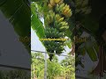 மனதை அமைதிப்படுத்தும் ஒரே பழம் banana hearttouching biology scince மனதை அமைதி organicfood