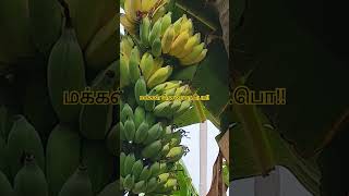 மனதை அமைதிப்படுத்தும் ஒரே பழம்!! #banana #hearttouching #biology #scince #மனதை #அமைதி #organicfood