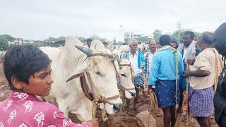 pebbair Cattles market-pebbair santha-oxen prices today pebbair market-bulls market-bulls videos-ox